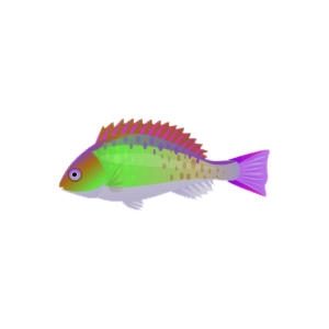 Lime Redband Parrotfish